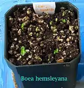 Boea hemsleyana seedlings