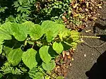 Variety japonica, showing thick leaves with many teeth