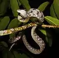 Siamese cat snake, Boiga siamensis from Kaeng Krachan National Park.