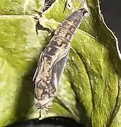 Pupa begins to return to original colour