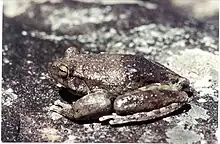 Image 4This frog changes its skin colour to control its temperature. (from Animal coloration)