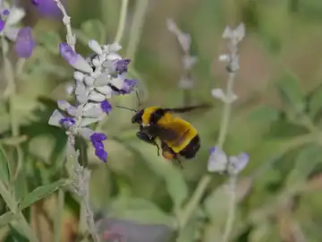 Bombus sonorus in Phoenix, United States