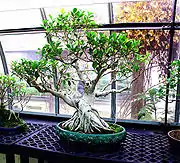 Bonsai tree