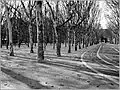 Trees of the Place des Quinconces.