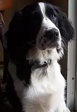 English Springer Spaniel