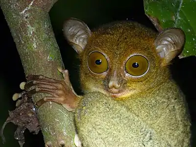 Close-up of the face of Horsfield's tarsier on a branch