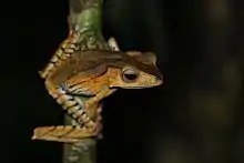 Borneo eared frog (Polypedates otilophus) from Kubah National Park, Sarawak.