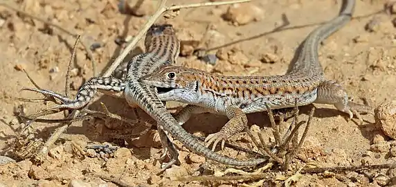 Love bite as part of courtship in A. boskianus