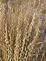 Bouteloua curtipendula (sideoats grama)