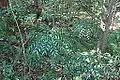 Bowenia serrulata growing in transition forest near Byfield, in the Capricornia region of Queensland, Australia