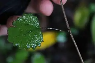 Top side of the leaf