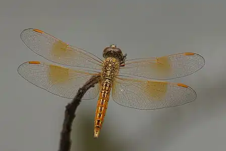 Brachythemis contaminata male