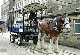 Working horse in harness