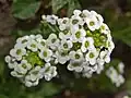 Flowers of Lobularia maritima