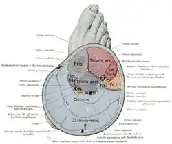 Cross-section of the right leg.