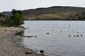 Geese on lake with barren hill in background