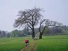 Cyclists on a bridleway