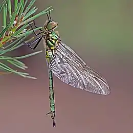 Brilliant emerald (Somatochlora metallica) teneral female 3.jpg