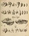 Permanent dentition, from Tor Bryan Caves near Torquay (now kept in British Museum), Creswell Caves in Derbyshire (now kept in Manchester's Owen College Museum), Kirkdale Cave and Wookey Hole (now kept in Oxford Museum).