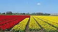 Flower field in Broek op Langedijk