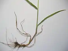 Roots of Bromus hordeaceus