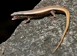 Lateral view