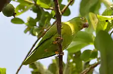 Tui parakeet