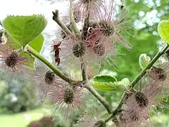 Pistillate flowers