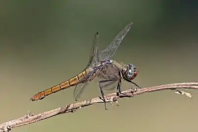 female, Nepal