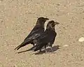 Two brown-necked ravens in Egypt