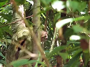 Male showing black patch between shoulders