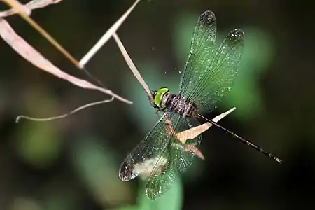 Zyxomma petiolatum male