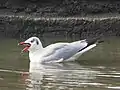 Brown-headed Gull fishing in Navi Mumbai, India