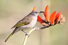 A plain grey-brown bird with dull yellow on the wings and tail