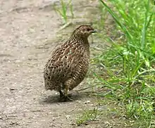 Brown quail, Synoicus ypsilophorus