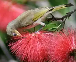 Yellow honeyeater among red flowers