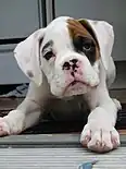 A white Boxer pup with a fawn patch on the face.