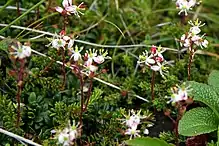 plant with small green leaves and white flowers