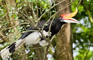 A black bird with white underbelly, white beak and red-orange horn perching on a branch