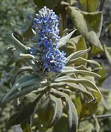 Buddleja salviifolia (sage).