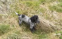 Young Blue Roan Working Strain English Cocker Spaniel