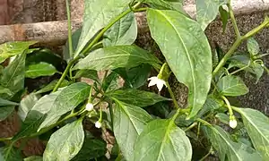 Buds and flowers