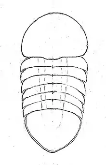 Drawing of the carapace of the incertae sedis nektaspid Buenaspis