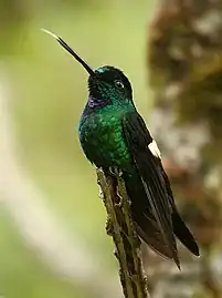 male C. l. albimaculataYanacocha Reserve, Ecuador