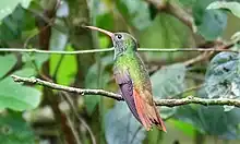 Buff-bellied hummingbird (Amazilia yucatanensis), Sabal Palm Sanctuary, Cameron Co. Texas (21 Sept. 2015).