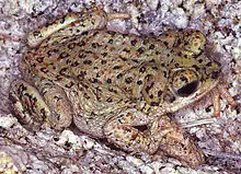 A light green frog with brown and black spots on its back