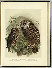 Illustrations of the morepork (left) and the extinct laughing owl (right) by John Gerrard Keulemans in Buller's A History of the Birds of New Zealand. 2nd edition. Published 1888.