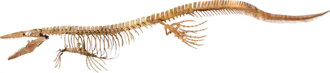 Skeleton of Tylosaurus proriger from the Academy of Natural Sciences in Philadelphia