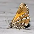 Underwings of adult female from Dresden (Germany)