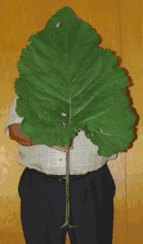 A 180 cm (6 ft) tall man holding a leaf